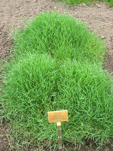 Aegilops neglecta